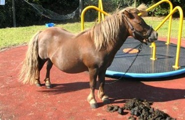 Pony forladt bundet til karusel