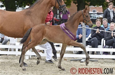F&oslash;lchampionat med h&oslash;j kvalitet