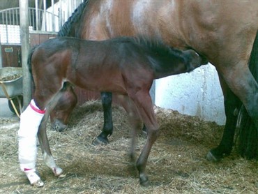 Kun en dag gammelt f&oslash;l br&aelig;kkede benet