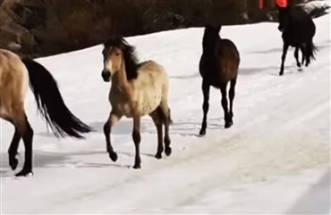 Vilde heste p&aring; skibakkerne i Spanien