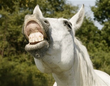 Hesten som forbillede p&aring; kommunikationskursus