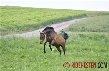 Staldtips: Pas p&aring; dig selv og hesten