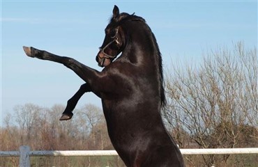 Weekend med masser af hest