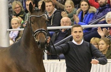 Vikingekamp over hingst til 9 mio
