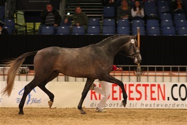 Bud p&aring; 90.000 for hingst afvist 