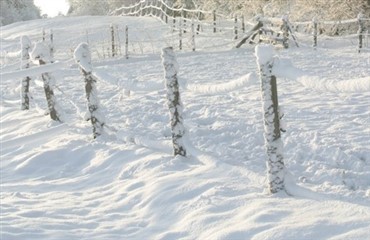 Heste gik gennem isen