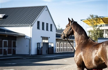 Hestene er velankommet i Aachen