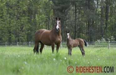 Avlshoppen stiller store krav til foderet