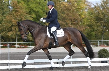 Heste udtaget til Unghestechampionatet 2010