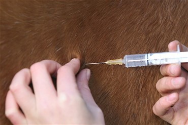 3270 heste blev dopingtestet i 2007