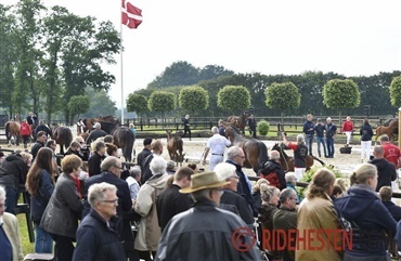 Blue Hors Championaterne er p&aring; trapperne