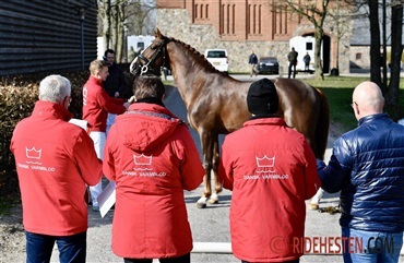 Efterk&aring;ring af hingste p&aring; Vilhelmsborg