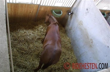 Er din hest deprimeret? 