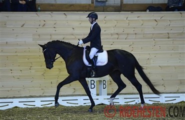 Dejlige 4-&aring;rsheste i Holte