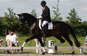 Blue Hors nu med dressurchampionat