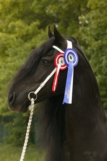 Smukke, danske friesere i Drachten