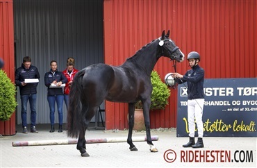 Skal din hoppe k&aring;res i 2026?