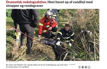 Hest reddet op af vandhul