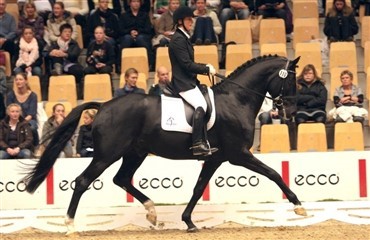 Blue Hors Doolittle ude af avlen