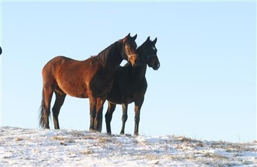 Hestekongres 2012