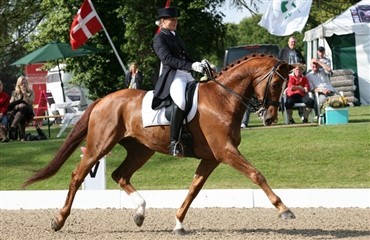 Kgs. H&oslash;rgaards Hustler til USA