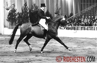 Gunnar Andersen fra staldmand til international tr&aelig;ner 