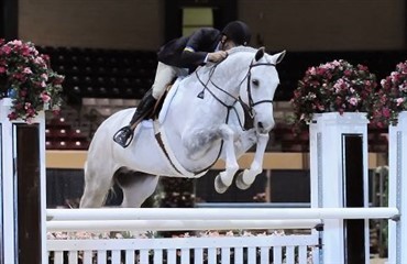 Dansk hest &aring;rets hunter i USA