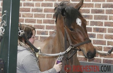 Er klipningen stressende for hesten?