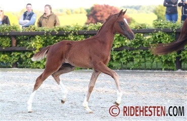 Blue Hors' F&oslash;laften - det er i aften!