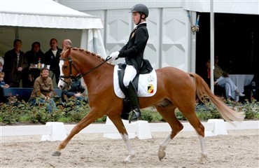Belgisk pony EM-hold er sat