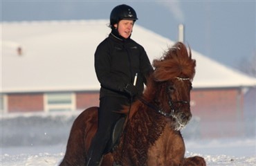 Ung fynbo med islandske heste p&aring; hjernen
