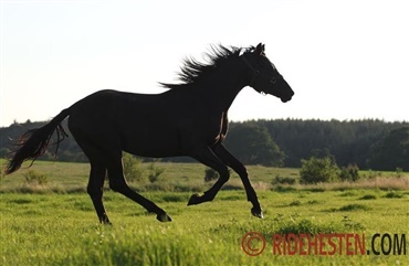 Hvad koster en gratis hest?
