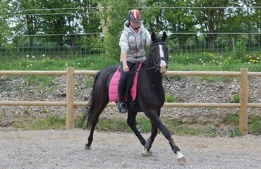Dus&oslash;r for bortl&oslash;ben pony
