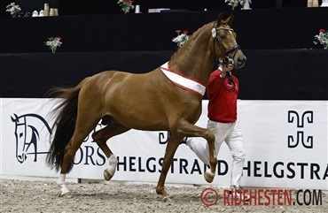 &Aring;rets dressurfl&oslash;jhingst er Daan G.