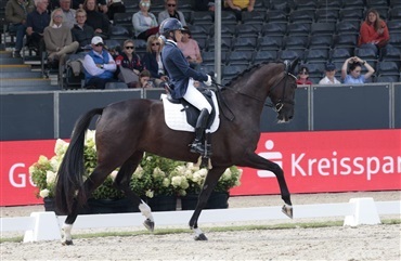 Slangerupgaards Saffron til Oatley