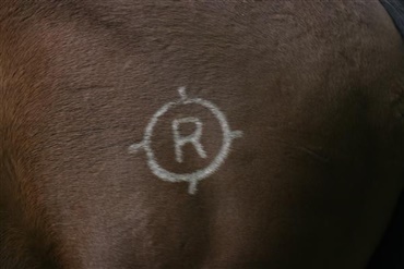 H&oslash;jelse Hesteklinik holder foredrag om Westernhestens sygdomme