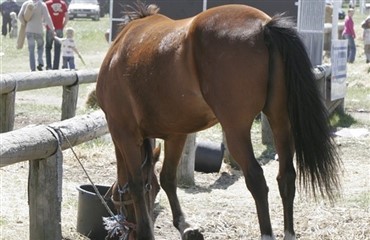 Ros til Egeskov Marked