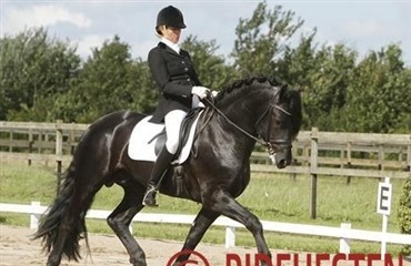 Frieserhingst med succes i dressur 