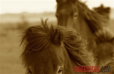 Ingen sigtes for vanr&oslash;gt af heste i Silkeborg