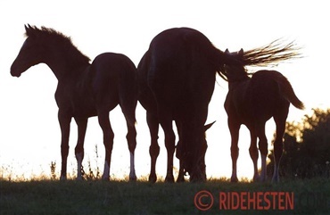 Hj&aelig;lp p&aring;skeferien er slut!