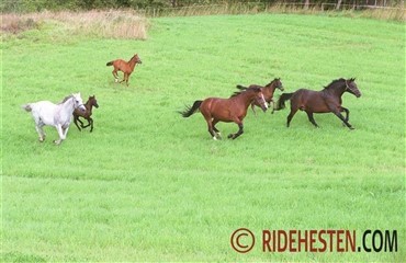 Muskler, sener, ridning og holdbarhed