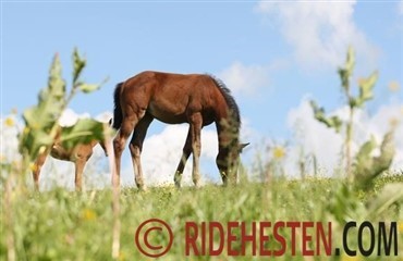 Timing og foldskifte