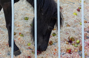 Hj&aelig;lp min hest spiser savsmuld!
