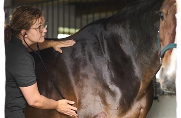 H&oslash;js&aelig;son for hesteinfluenza – beskyt din hest (COPY)