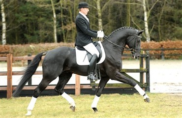 Hoftanz vandt kvalifikation til Bundeschampionat