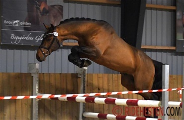 Ni springhingste klar til Herning