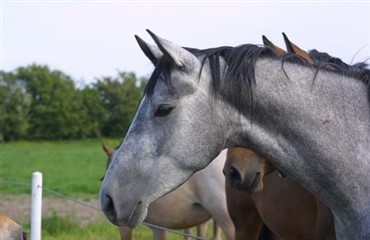 Hvordan vurderer man hestens livskvalitet?