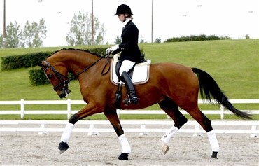 Dansk hest med succes i Sverige