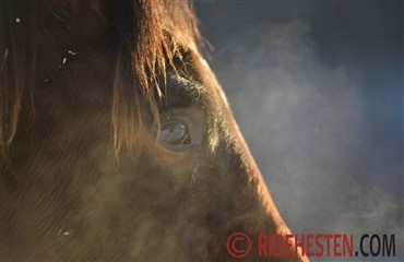 Hest skudt med pil