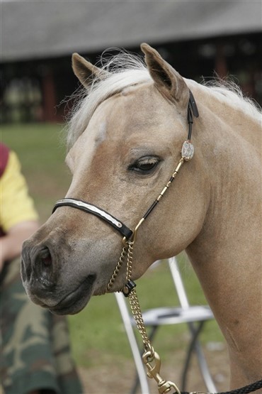 Hest f&aring;r &oslash;jenprotese